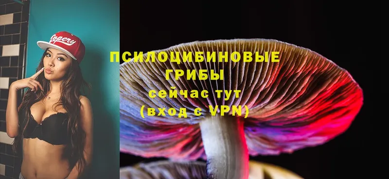 Псилоцибиновые грибы Psilocybine cubensis  Новая Ладога 